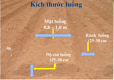 kích thước luống 1_1700626342.PNG